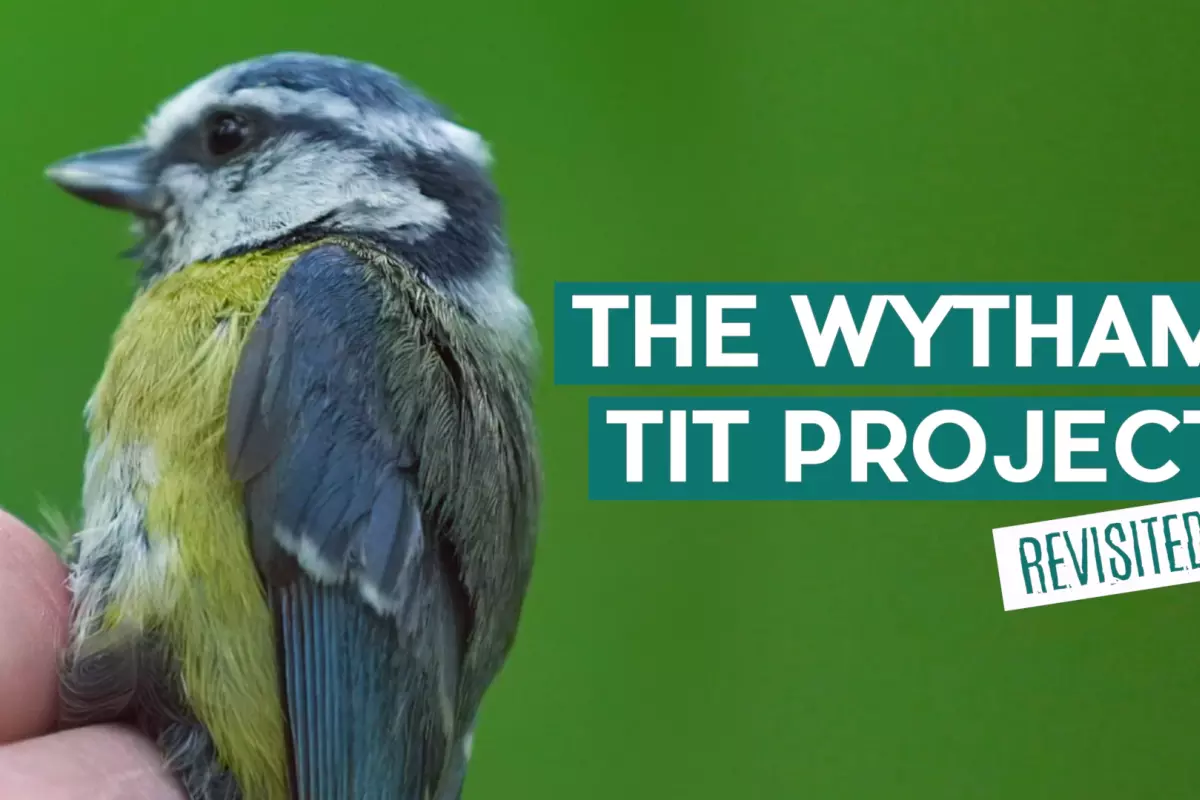 wythamtitsrevisited