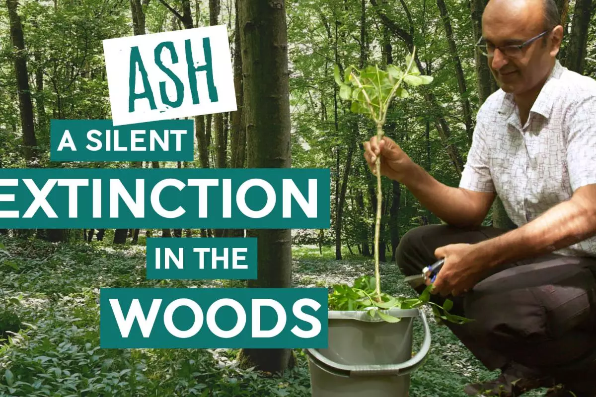 Title card: Ash: A Silent Extinction in the Woods