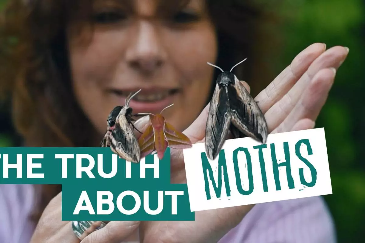 Title card: The Truth About Moths