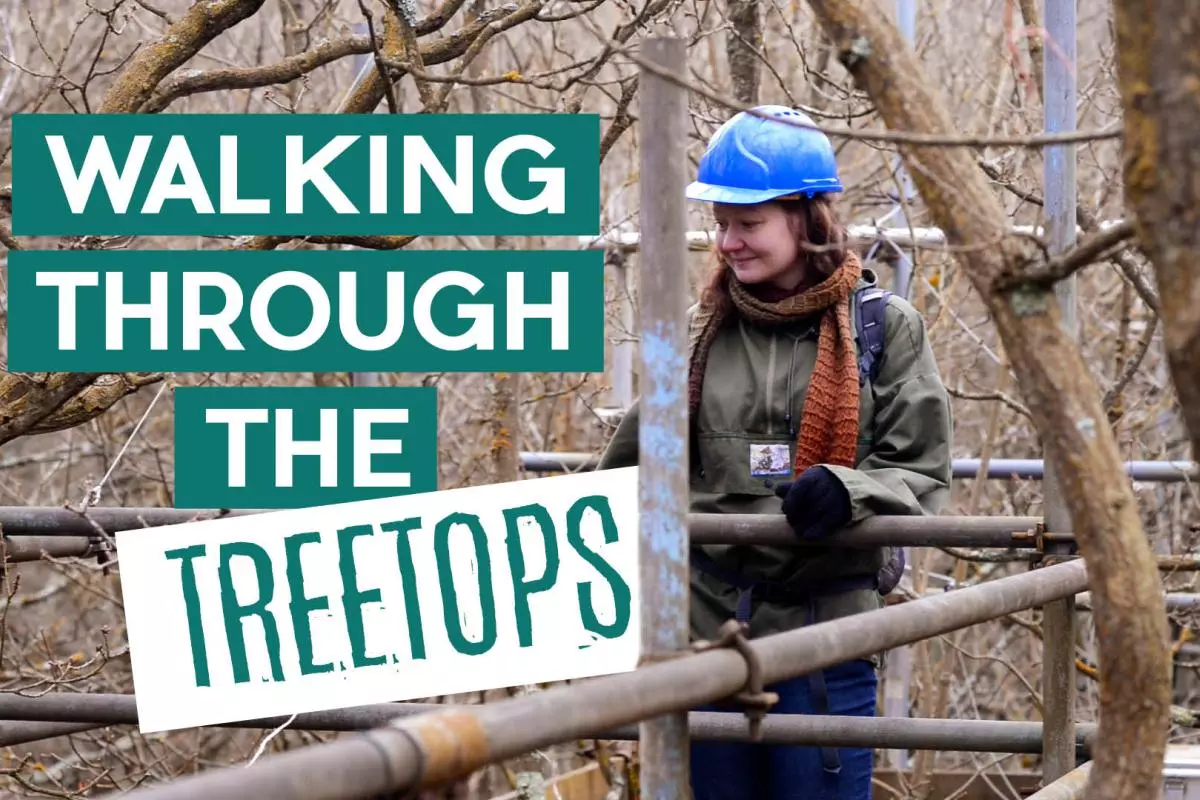 Title card: Walking Through the Treetops